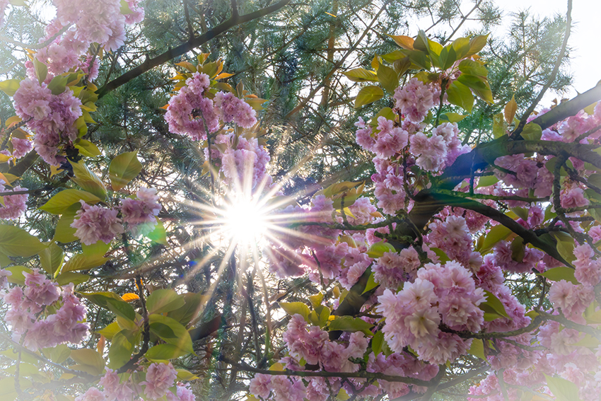 Sonnenstern und Kirschblüten