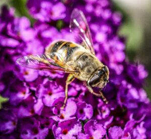 Biene Makro