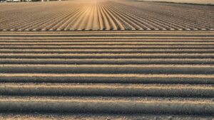 Feld 01