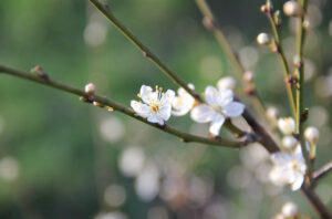 Hanami