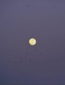 Moonshiner