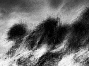 Strandhafer 03
