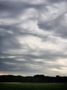 Undulatus asperaturs
